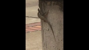 Lizard Fucks Wife in Public on University